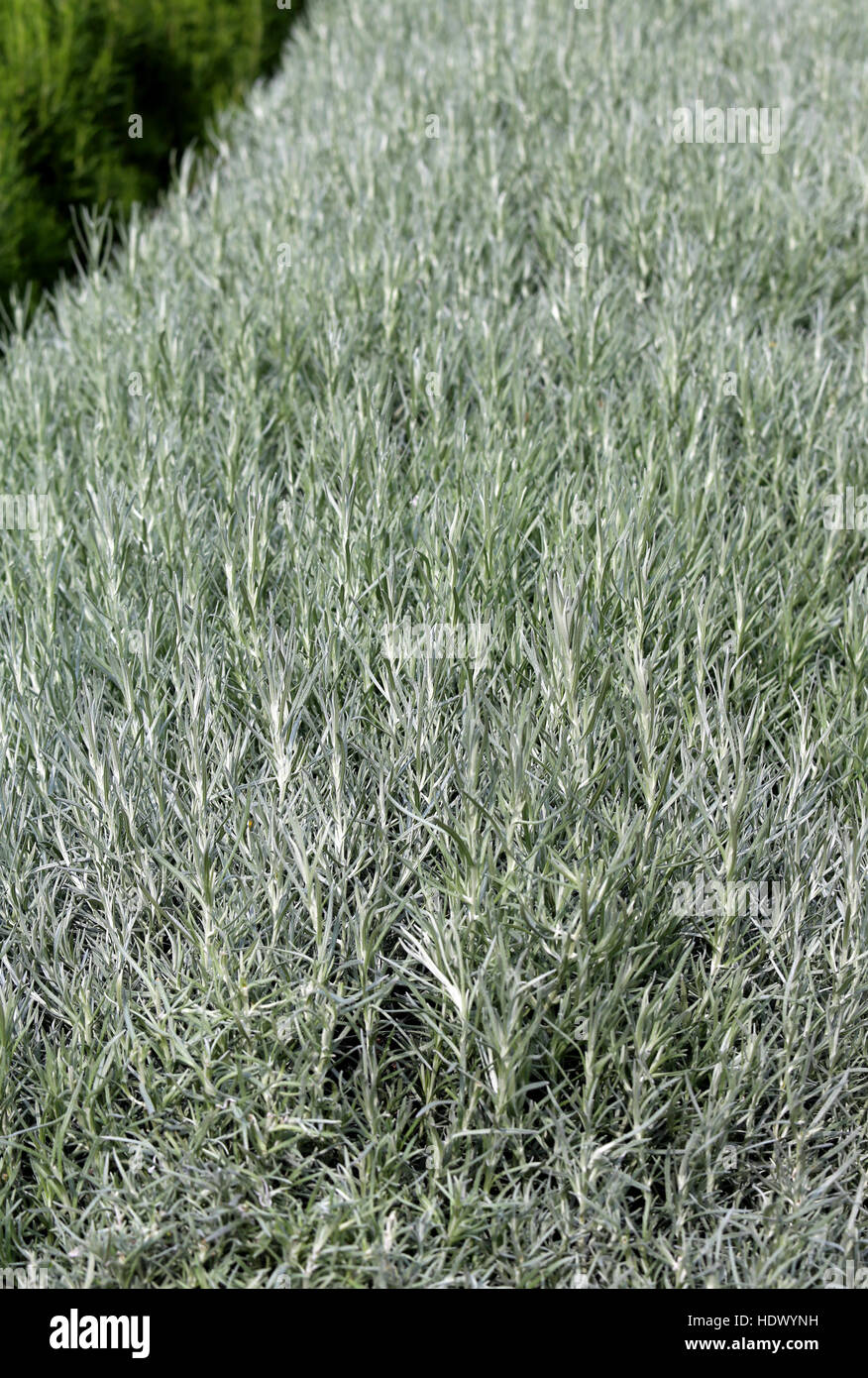 Inmenso fondo de romero verde aromática planta típica de los países mediterráneos Foto de stock
