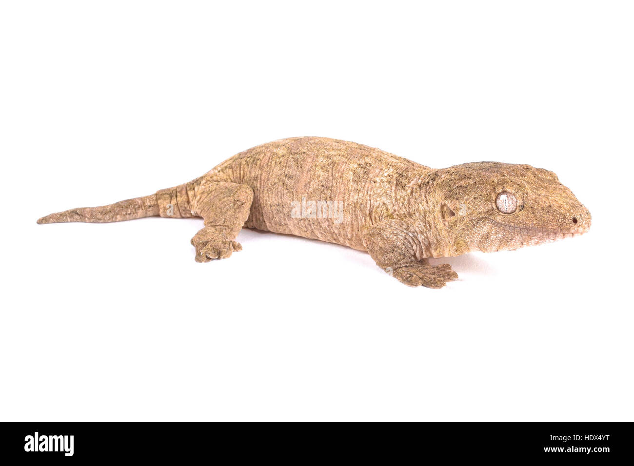 Gecko gigante de Nueva Caledonia, Rhacodactylus leachianus Foto de stock