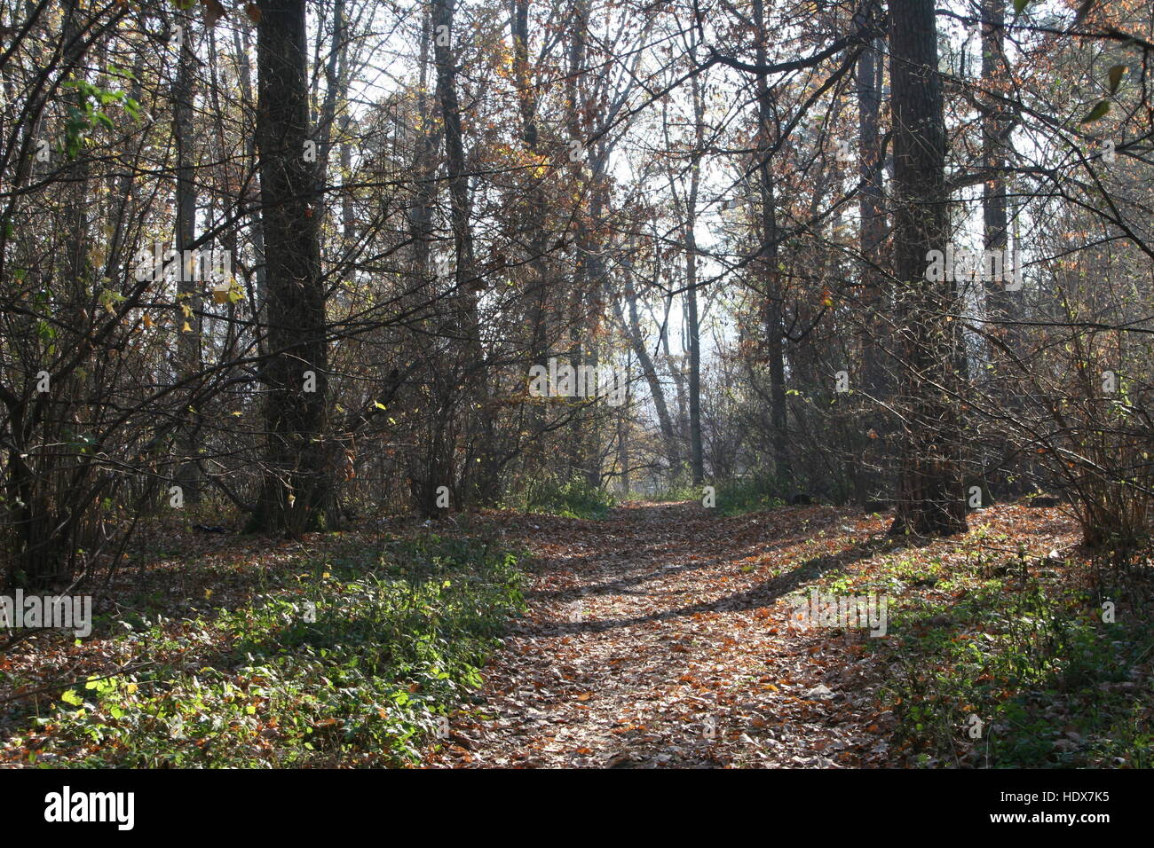 Hojas de otoño, los árboles, día soleado, carretera en el bosque, caminar en el bosque Foto de stock