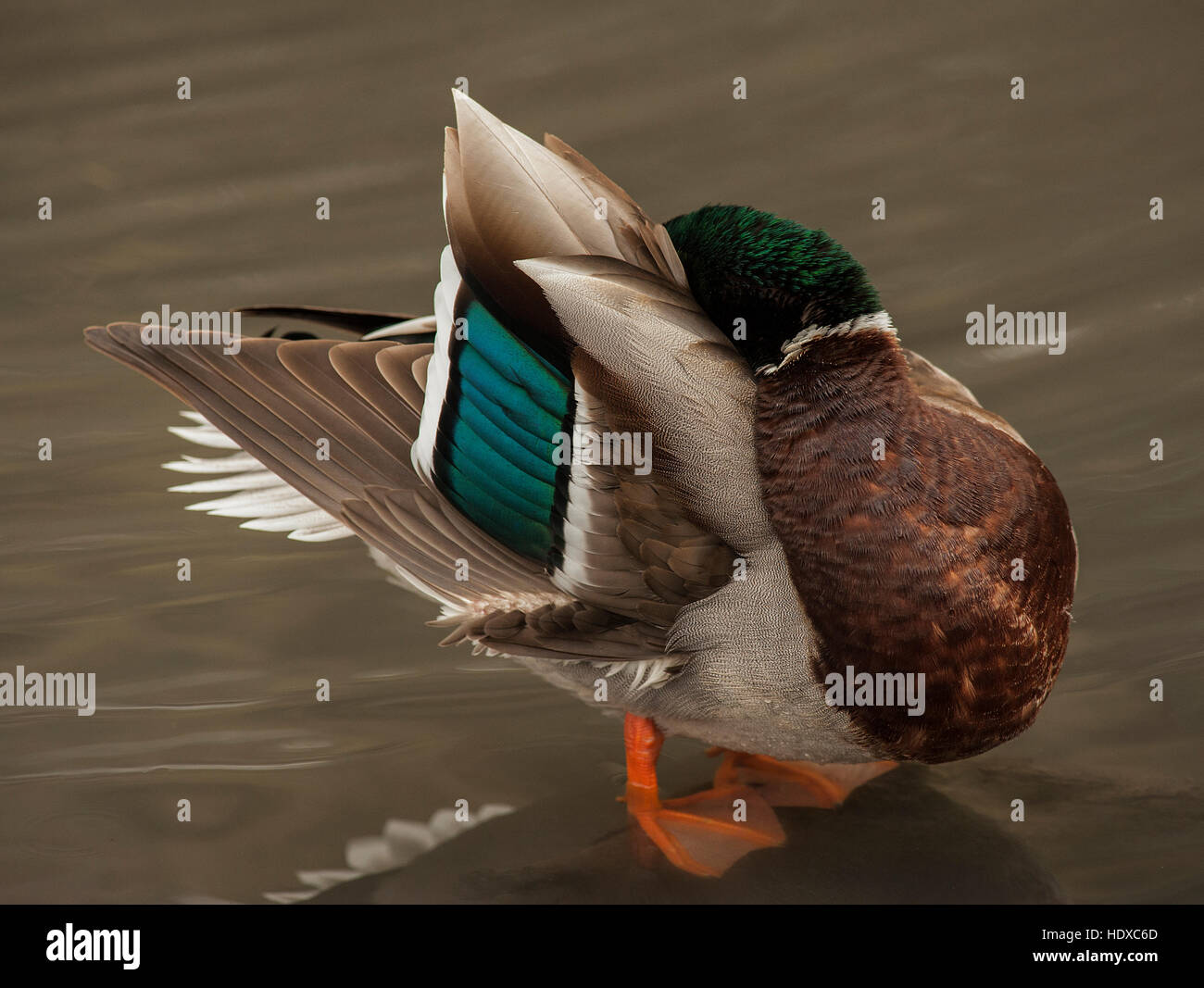 El ánade real (Anas platyrhynchos), macho, acicalarse Foto de stock