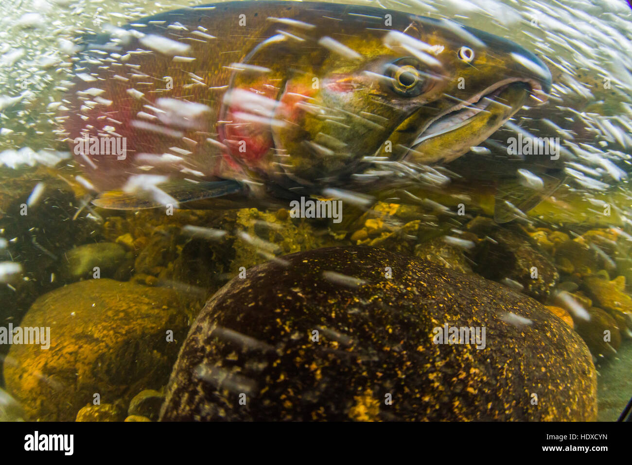 Imagen Submarina de un salmón Coho tomadas durante la temporada de desove en el 2016 Stoney Creek. Foto de stock