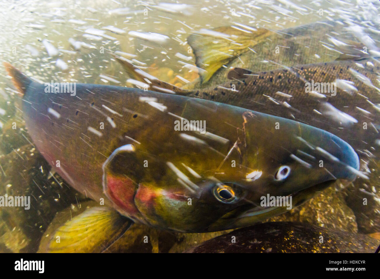 Imagen Submarina de un salmón Coho tomadas durante la temporada de desove en el 2016 Stoney Creek. Foto de stock