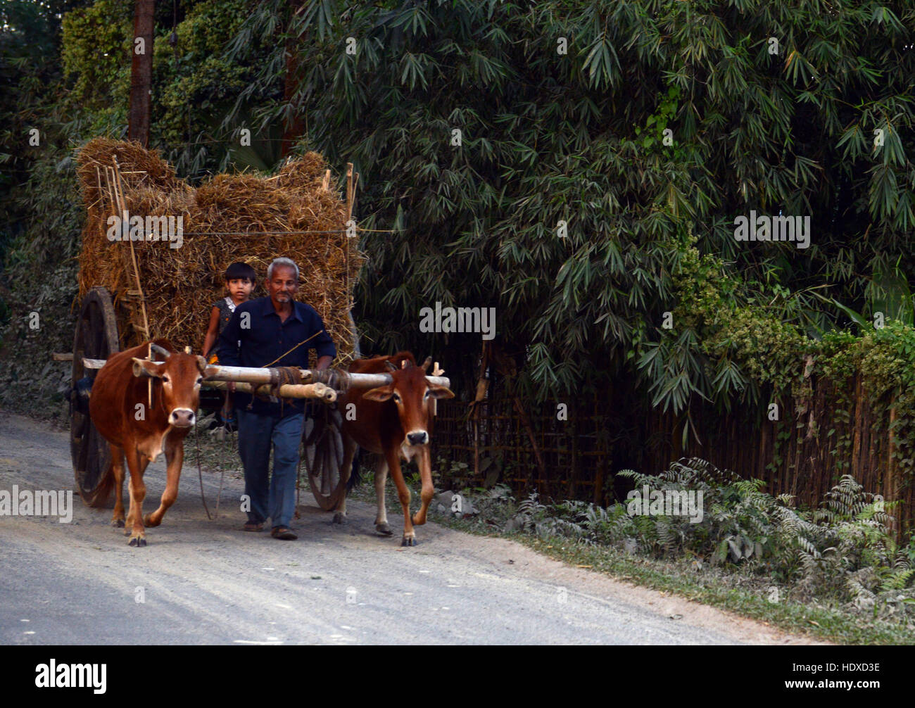 Llevar el heno del arroz cosechado campos. Foto de stock