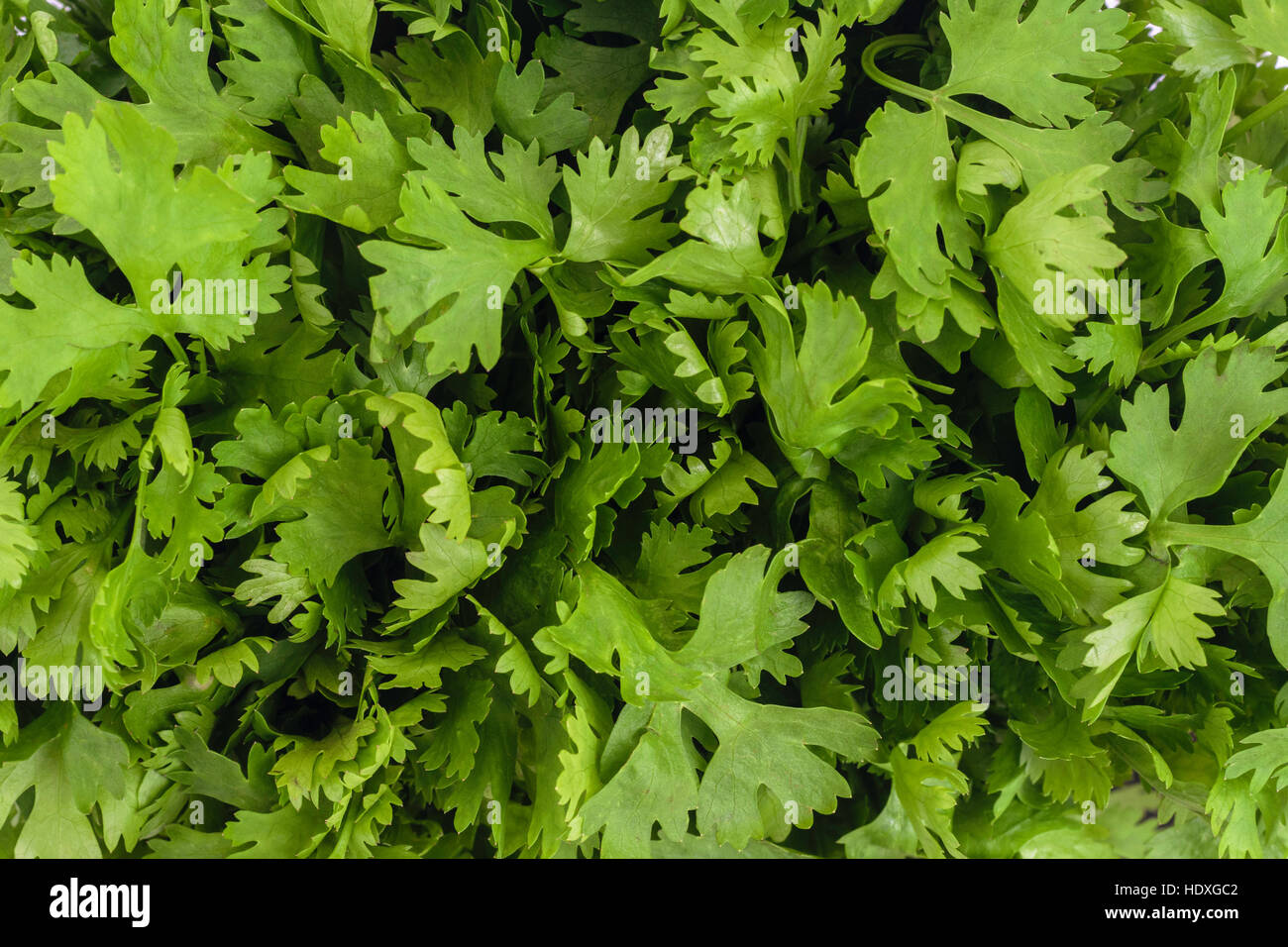 El Cilantro u hojas de cilantro (Coriandrum sativum) deja closeup antecedentes Foto de stock