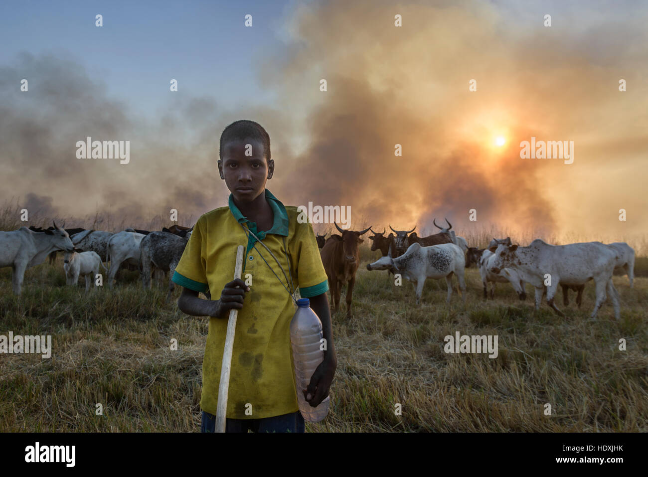 Los pastores del norte de Ghana, el pastoreo de su ganado durante un incendio, Ghana Foto de stock