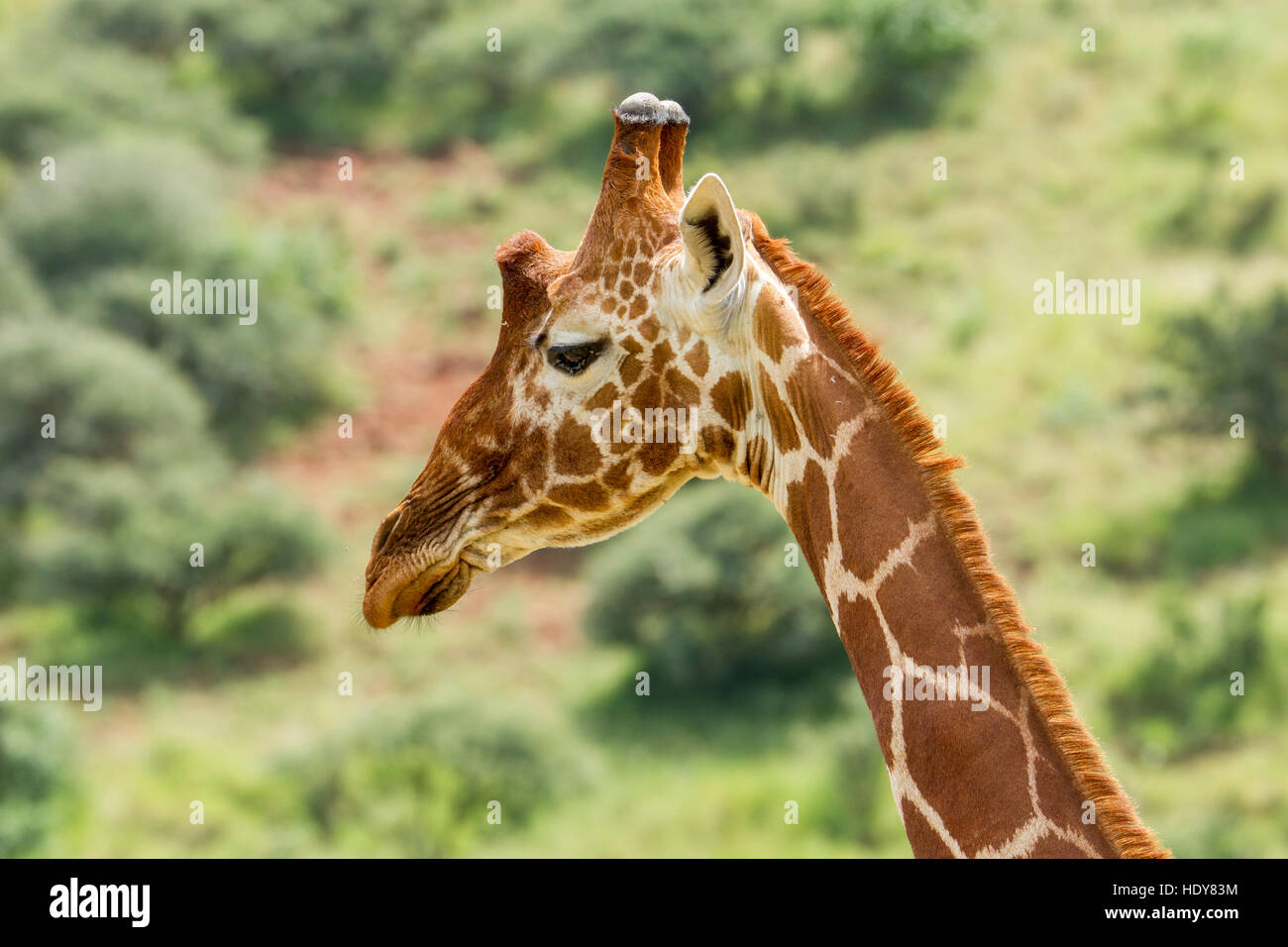 Una jirafa reticulada muy cerca la vista lateral de la cabeza, vista de perfil, Lewa Conservancy Kenya África Foto de stock