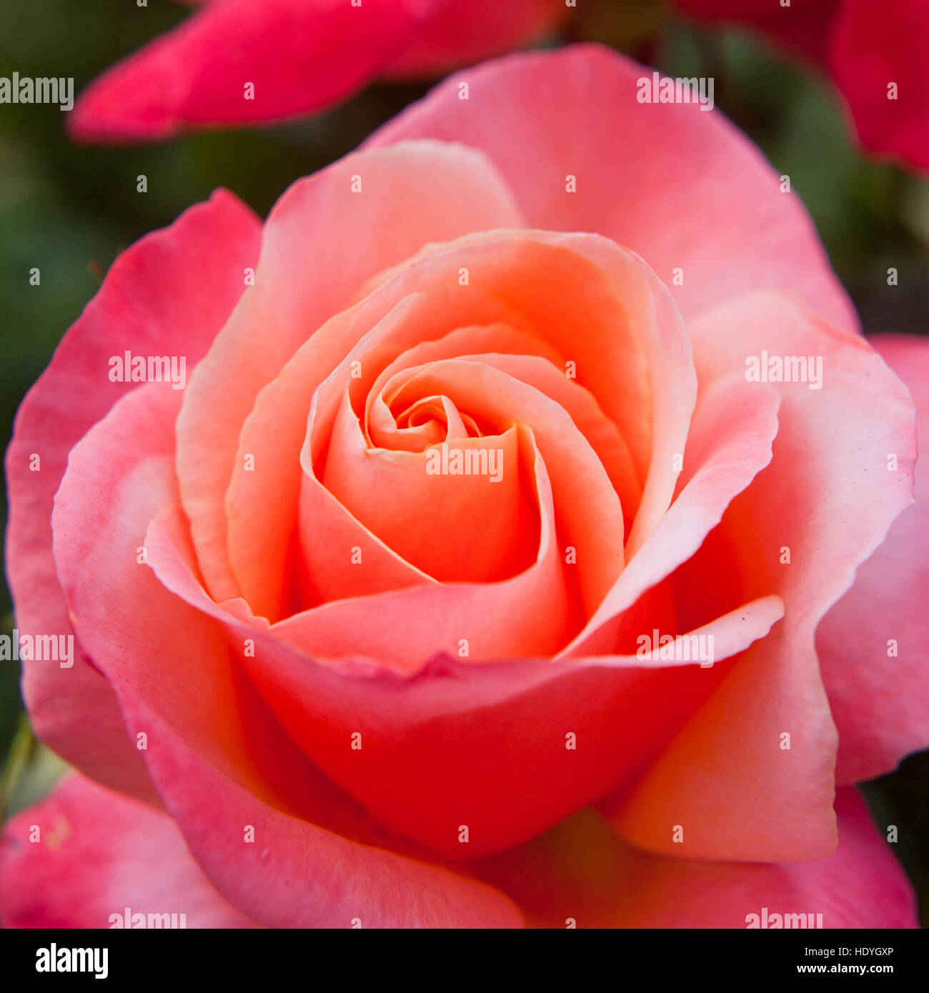 Grandes Rosas Rosas Frescas Hermosas Flores Naturales Fotografia