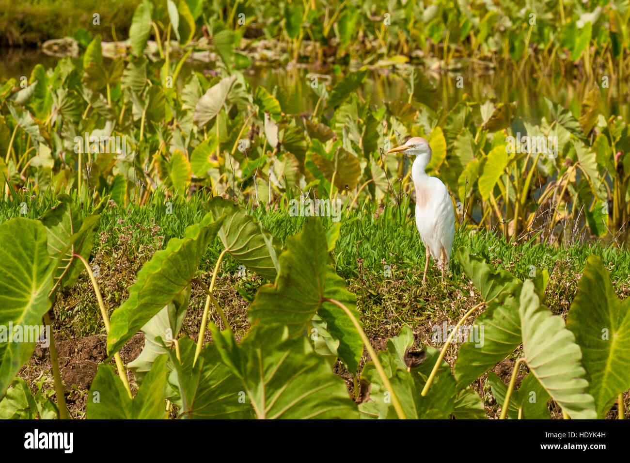 Egret ganadera (Bubulcus ibis) en campos de Taro en el Refugio Nacional de Vida Silvestre de Hanalei, Valle de Hanalei, Kauai, Hawai. Foto de stock