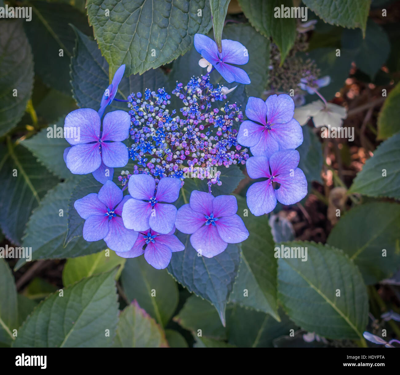 Macro shot de flores azules. Foto de stock