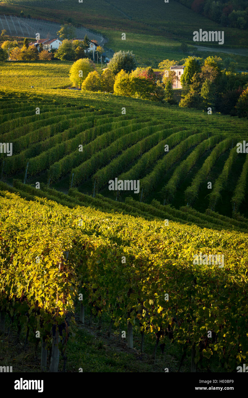 Tarde de otoño la luz solar sobre los viñedos cerca de Barolo, Piamonte, Italia Foto de stock