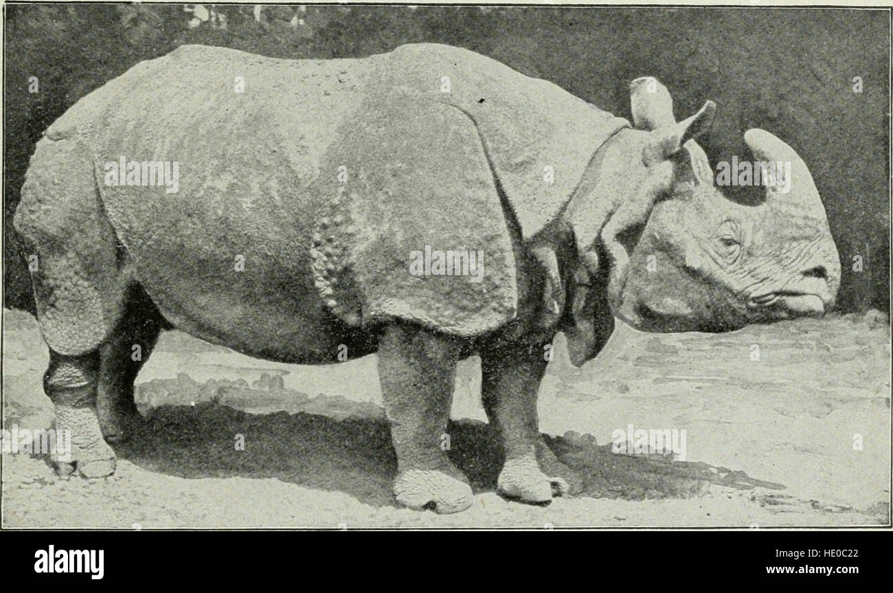 Caza mayor en África y otras tierras; la apariencia, hábitos, rasgos de