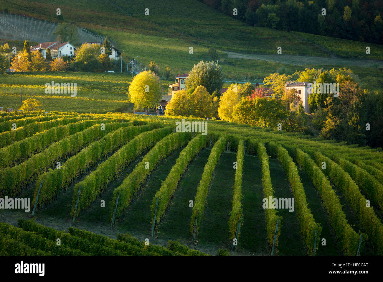 Tarde de otoño la luz solar sobre los viñedos cerca de Barolo, Piamonte, Italia Foto de stock