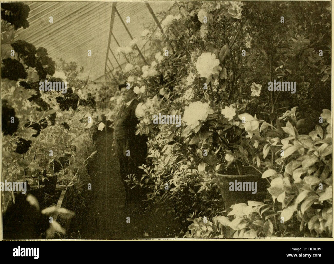 La florería americana - una revista semanal para el comercio (1902) Foto de stock