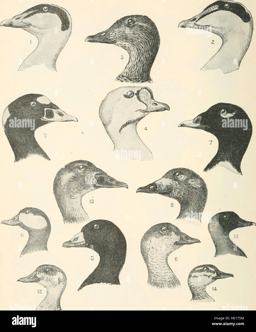 Las aves de Norteamérica oriental conocidos que se producen al este del meridiano 19 (1899) Foto de stock