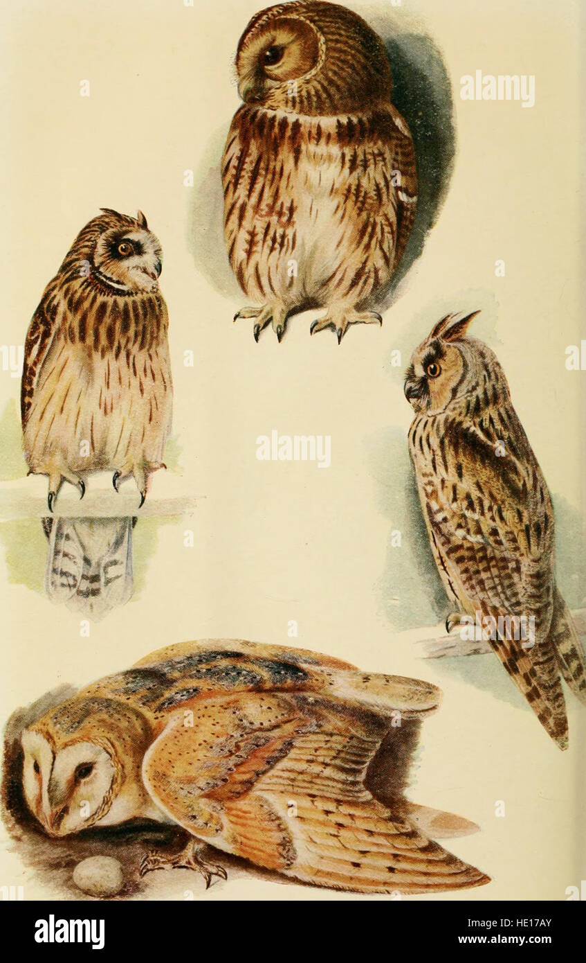 Aves británicas en sus guaridas (1922). Foto de stock