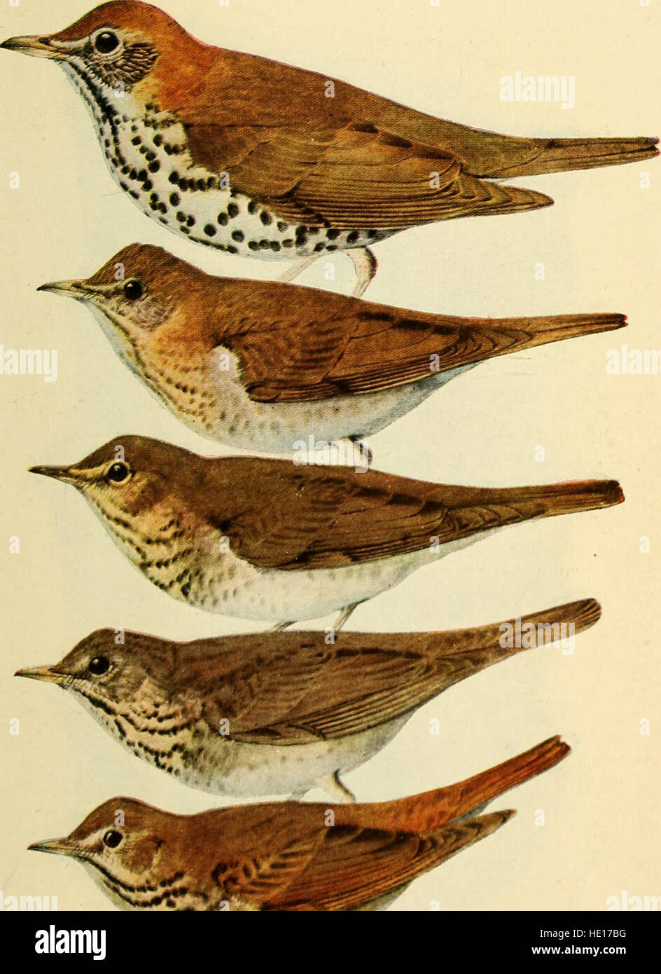 Manual de las aves de Norteamérica oriental; con los capítulos