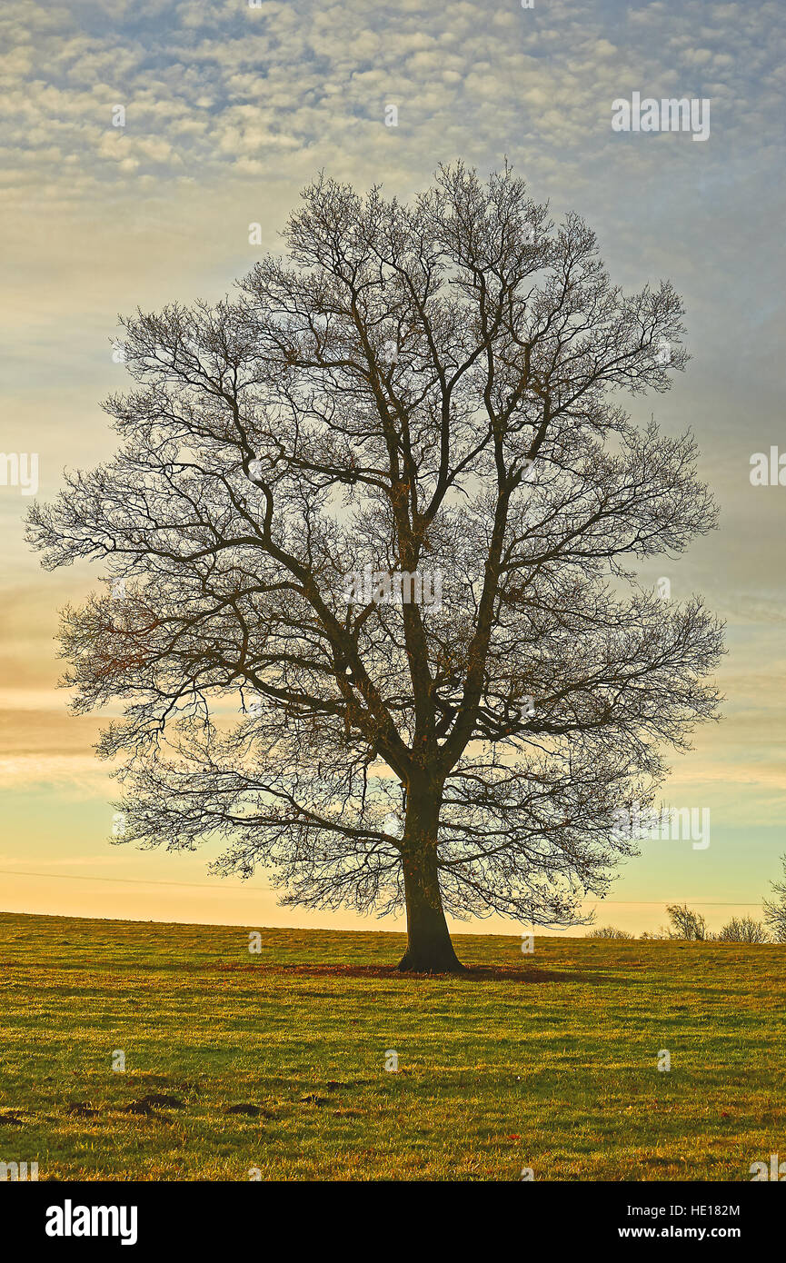 Un árbol de hoja caduca en un campo en invierno Foto de stock