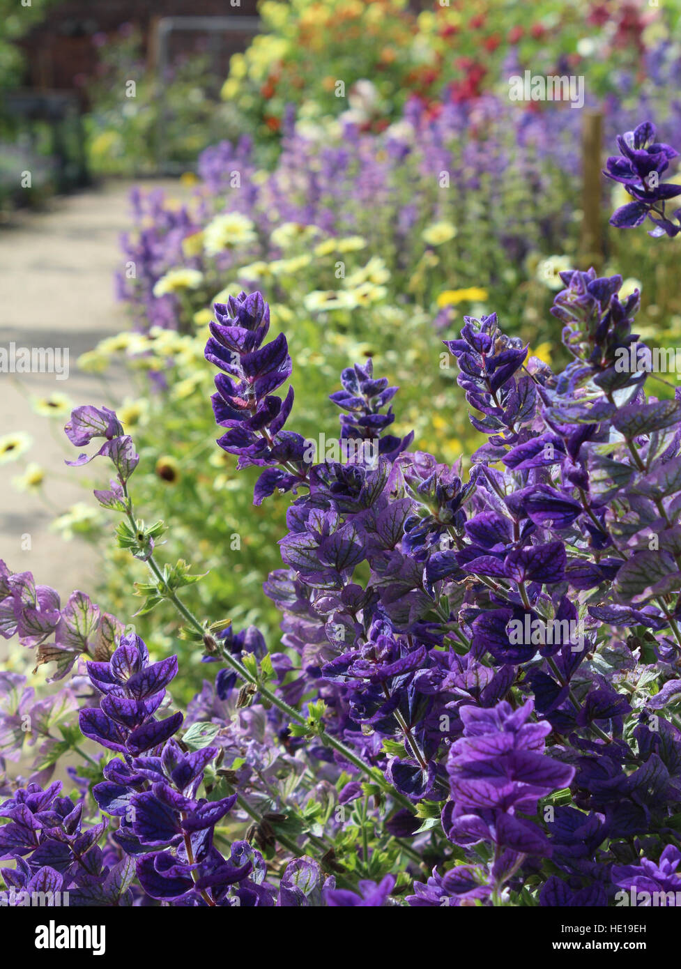 Un hermoso borde floral lleno de plantas de floración verano incluyendo Salvia hormonium azul en primer plano. Foto de stock