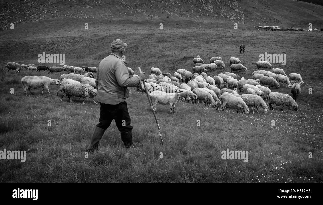 Brezovica, Serbia - Mayo 12, 2016: las ovejas de ordeño en Brezovica, en la casa de montaña Foto de stock