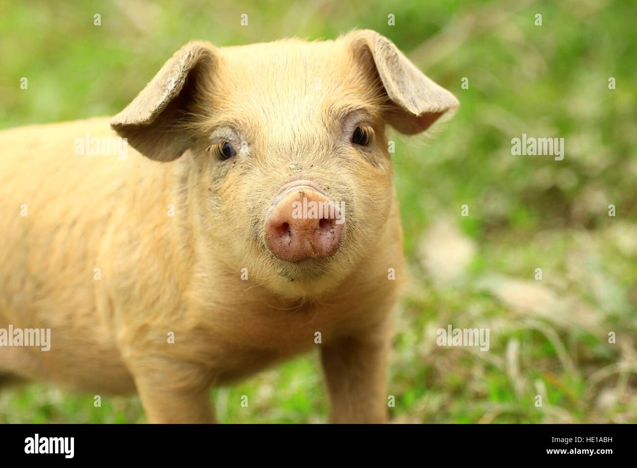 Cute piglet cara Foto de stock