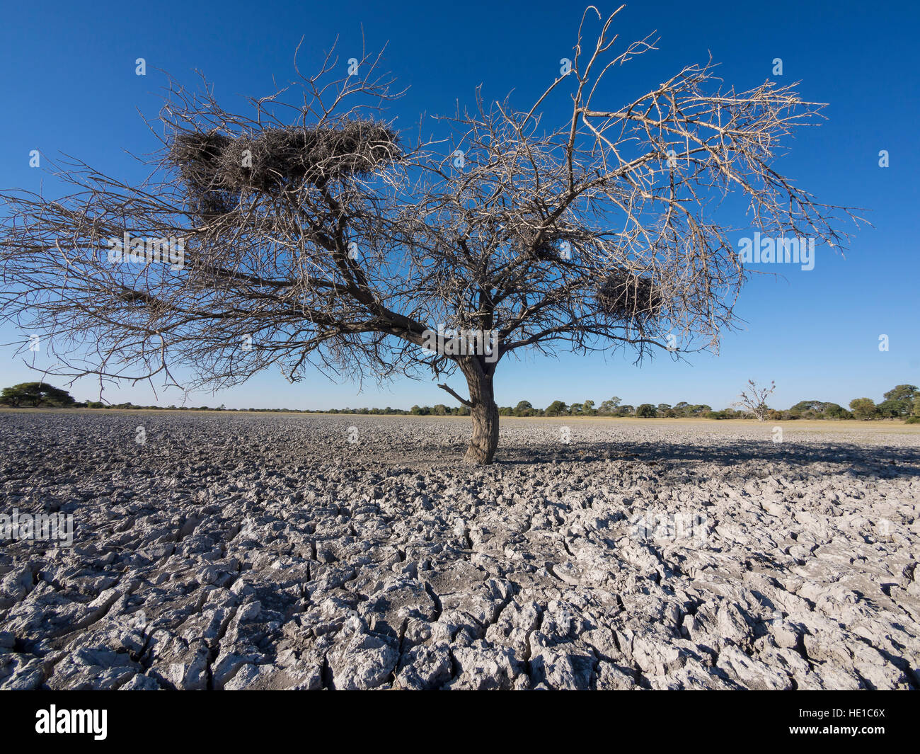 Árbol Seco, Makgadikgadi Pan, Botswana Foto de stock