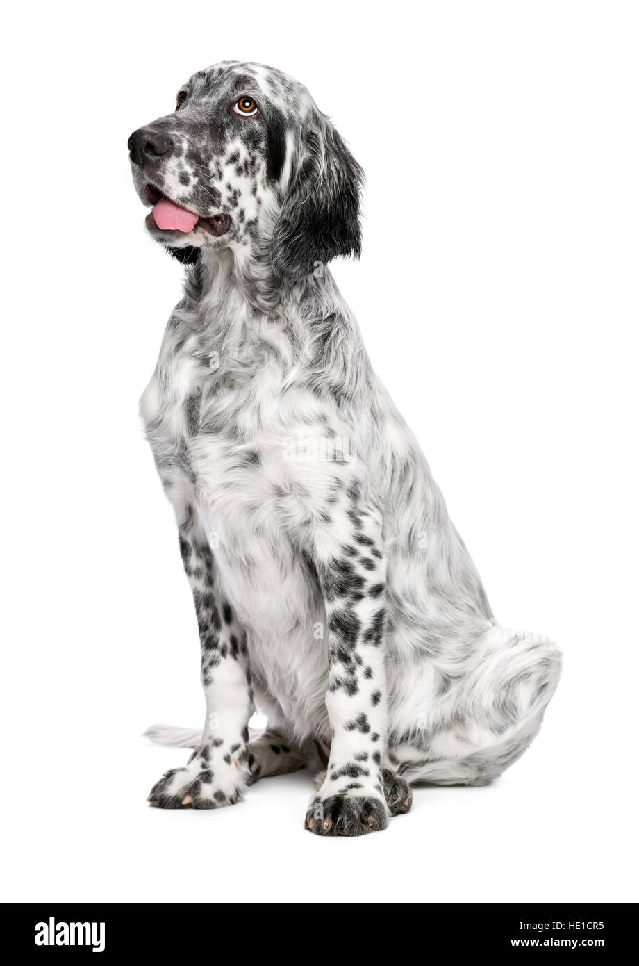 Lindo 4 meses blue belton setter inglés Puppy - mostrar calidad perro femenino Foto de stock