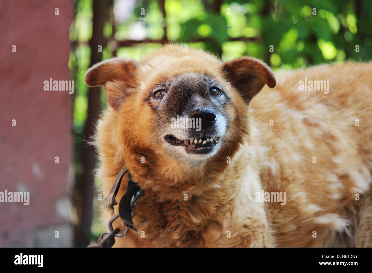 perro concha nasal