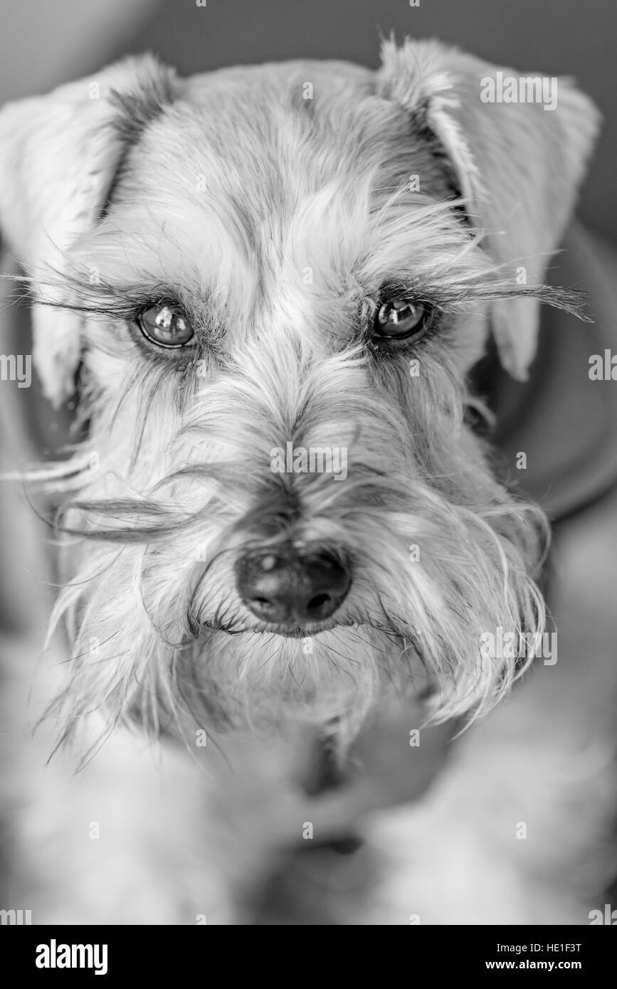 Retrato en la cabeza de un perro schnauzer gris mirando hacia arriba Foto de stock