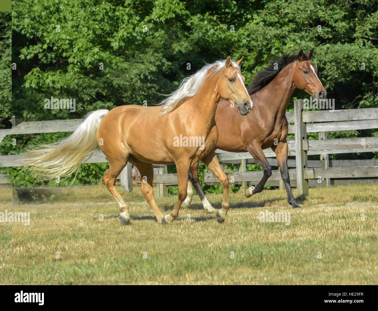 Thoroughbred y Tennessee Walking Horse geldings Foto de stock