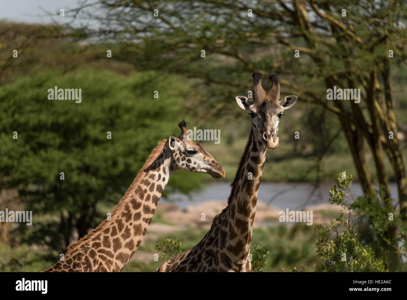 Par de jirafas en el Parque Nacional del Serengeti. Las jirafas están recorriendo el río Mara. Foto de stock