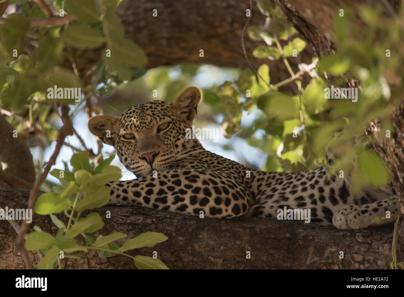 El leopardo descansa sobre una rama en el parque nacional Ruaha. El animal estaba viendo un grupo de babuinos. Foto de stock