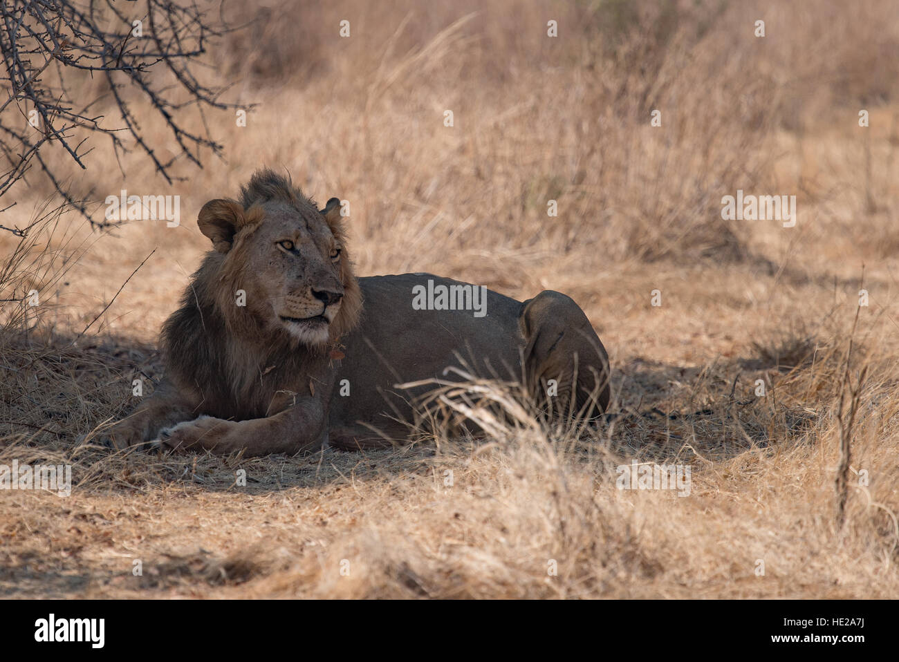 Lion descansando en la sombra de un árbol después de comer en el parque nacional Ruaha. Un búfalo fue asesinado algún tiempo atrás. Foto de stock