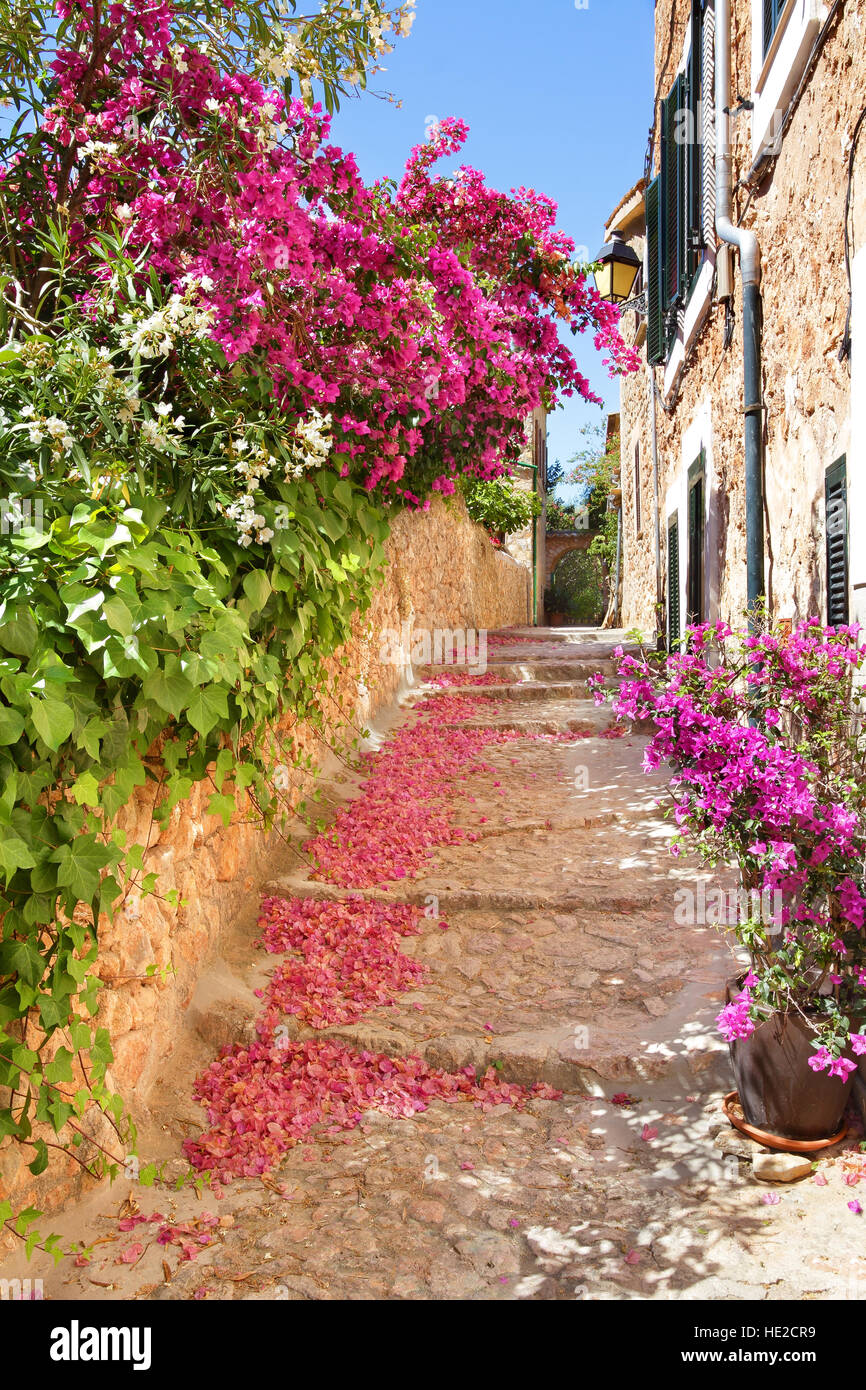 Calle angosta romántico con flores de buganvilla florece en la isla de Mallorca en España Foto de stock
