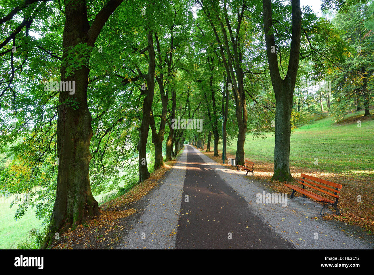 Largo callejón de árboles verdes con una carretera recta Foto de stock