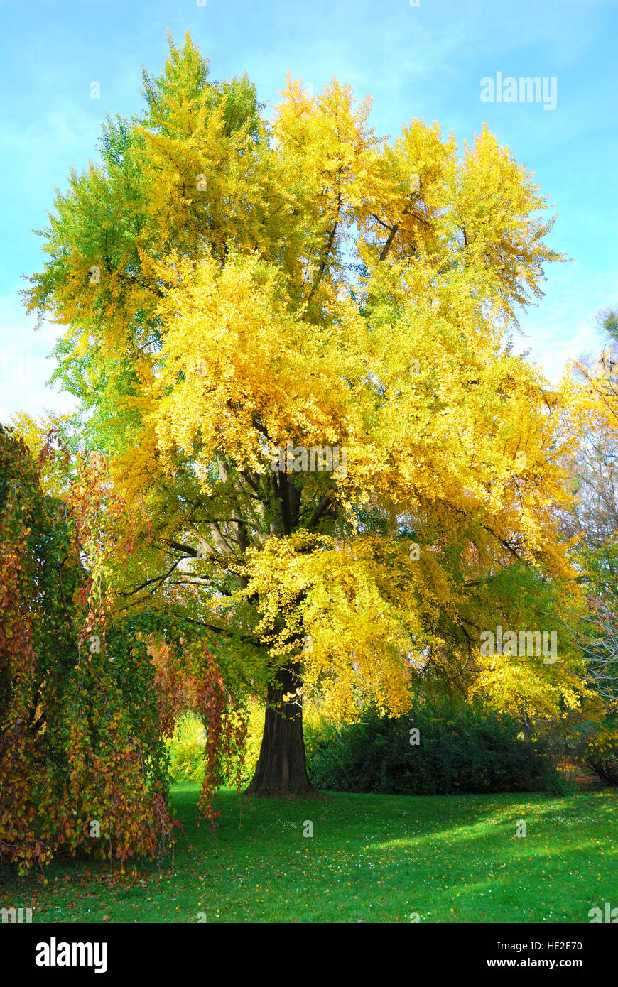 Tall gingko biloba árbol con hojas doradas Foto de stock