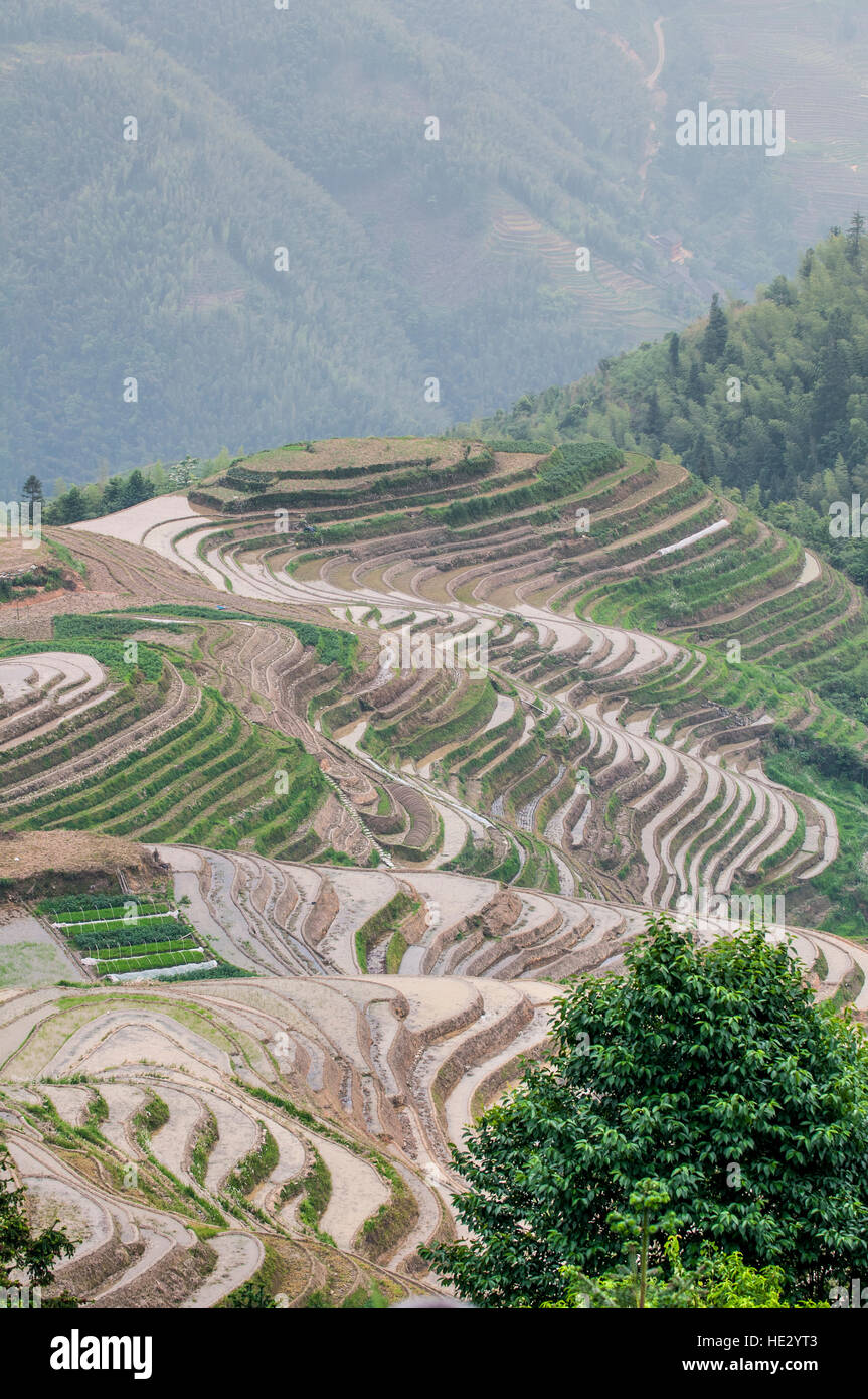 Longsheng Longji Dragon Spine terrazas de arroz arrozales campos en Hillside Longsheng, Guilin, Guangxi, China. Foto de stock