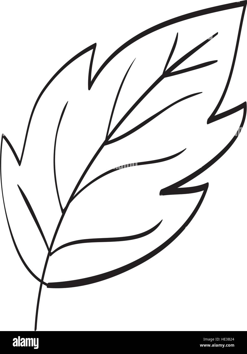 Hermosa hoja en blanco y negro Imagen Vector de stock Alamy