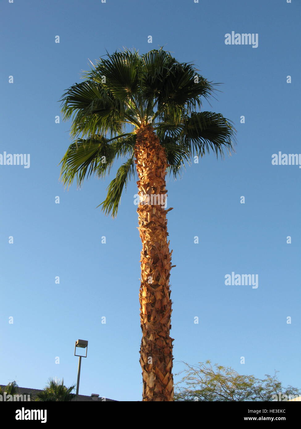 Palm Las Vegas, Nevada, EE.UU. Foto de stock