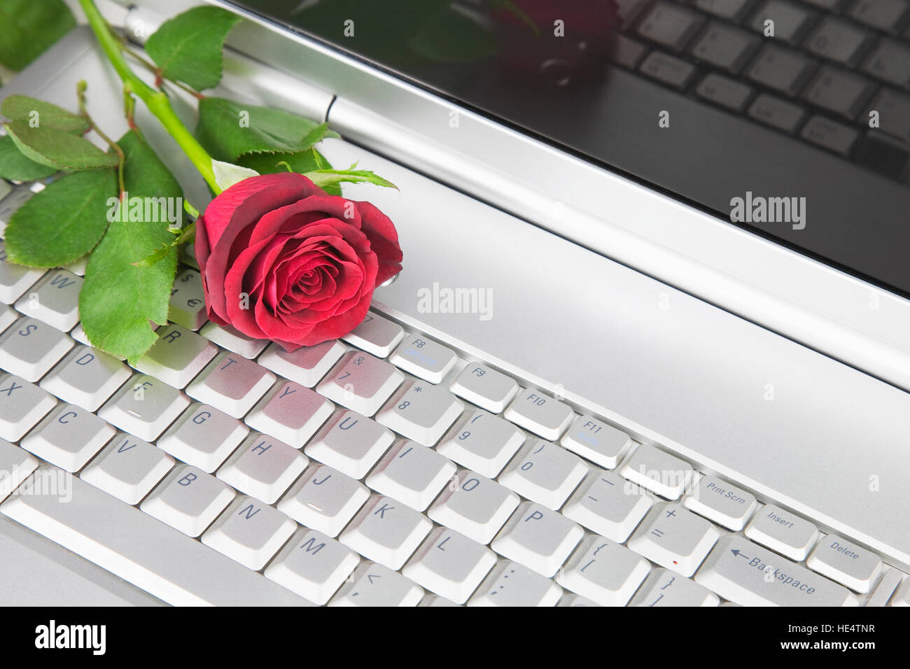 rosa roja en portátil Fotografía de stock - Alamy