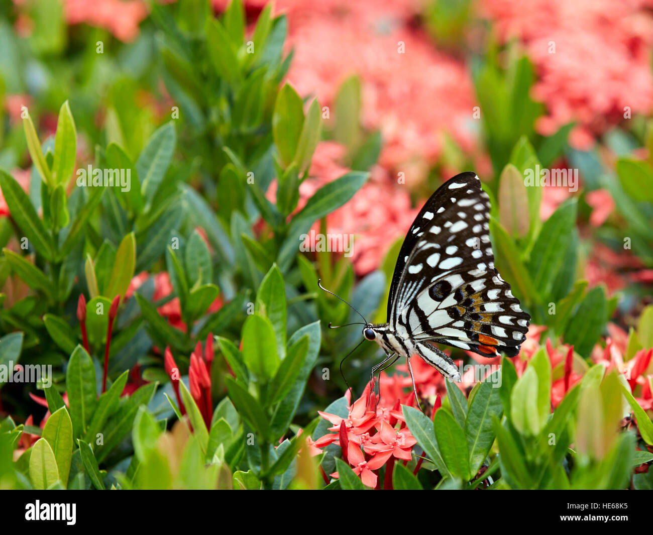 Mariposa de limón (Papilio demoleus) se sienta en un arbusto florido. Hue, Vietnam. Foto de stock