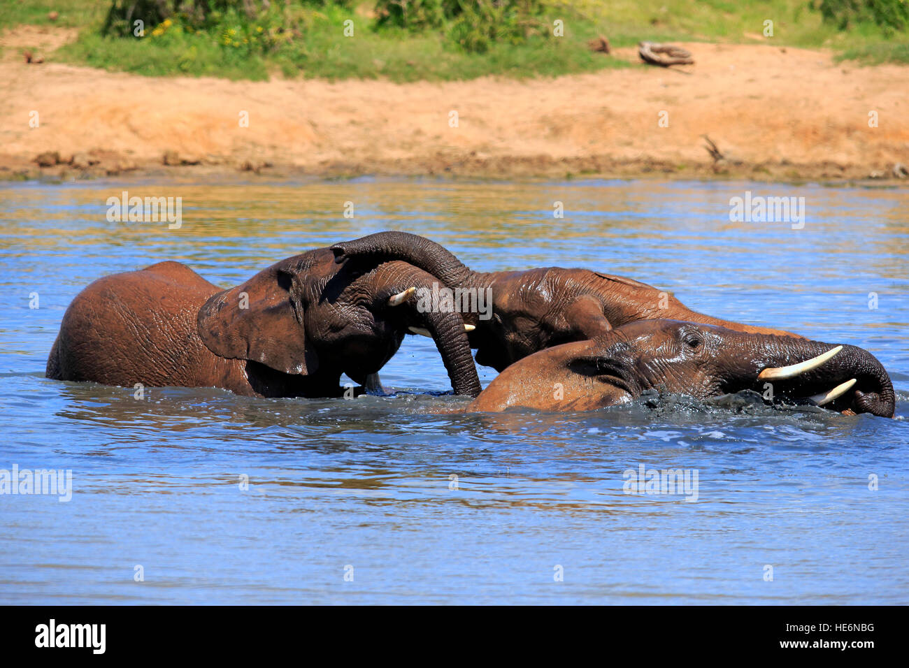 Elefante africano (Loxodonta africana), los combates en el agua, el Parque Nacional de Elefantes Addo, Eastern Cape, Sudáfrica, África Foto de stock