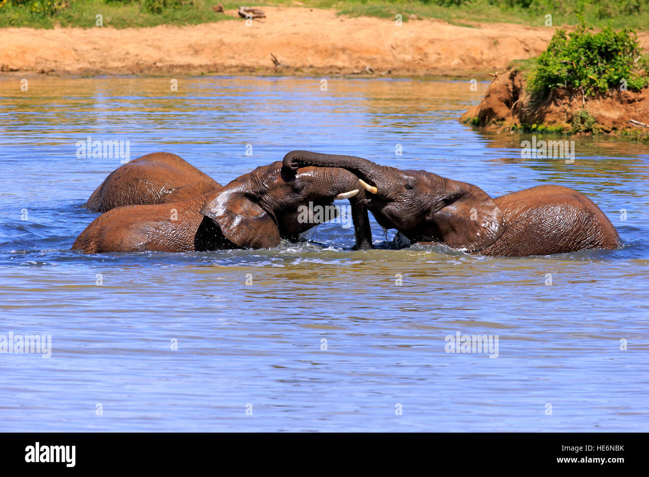 Elefante africano (Loxodonta africana), los combates en el agua, el Parque Nacional de Elefantes Addo, Eastern Cape, Sudáfrica, África Foto de stock