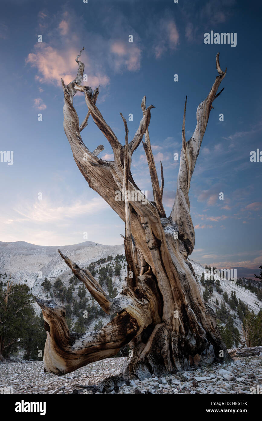 De pinos bristlecone en las Montañas Blancas Foto de stock