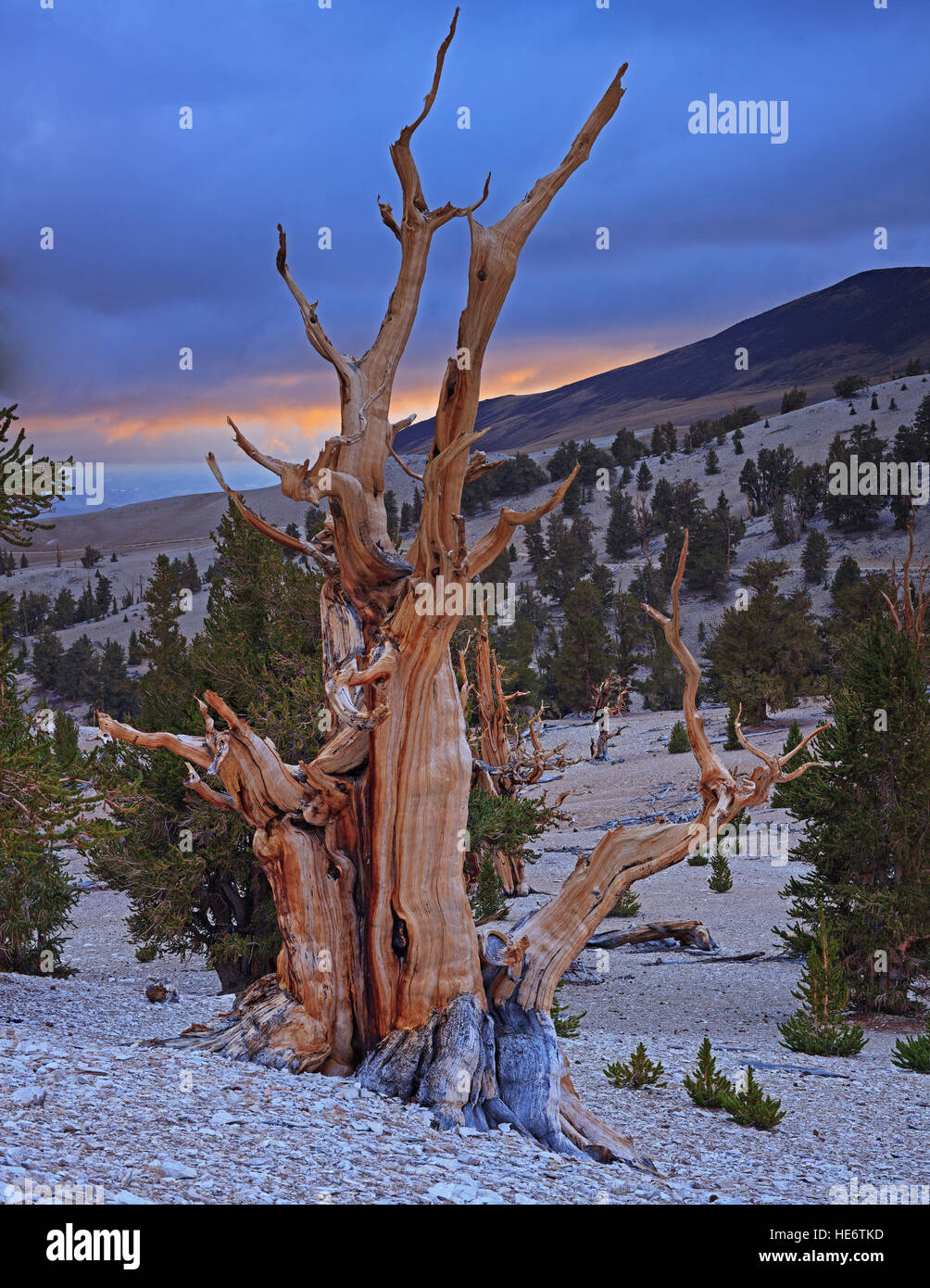 De pinos bristlecone en las Montañas Blancas Foto de stock