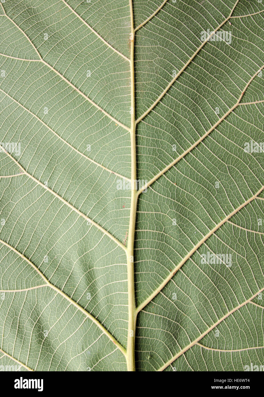 Patrón de la textura de la superficie de hoja verde antecedentes Foto de stock