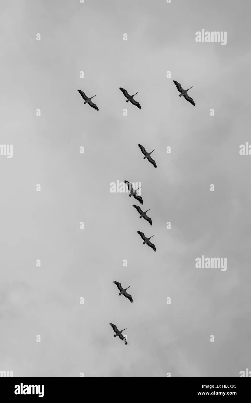 Los pelícanos (Pelecanus conspicillatus australiano) volando en formación formando un número siete en el cielo Foto de stock