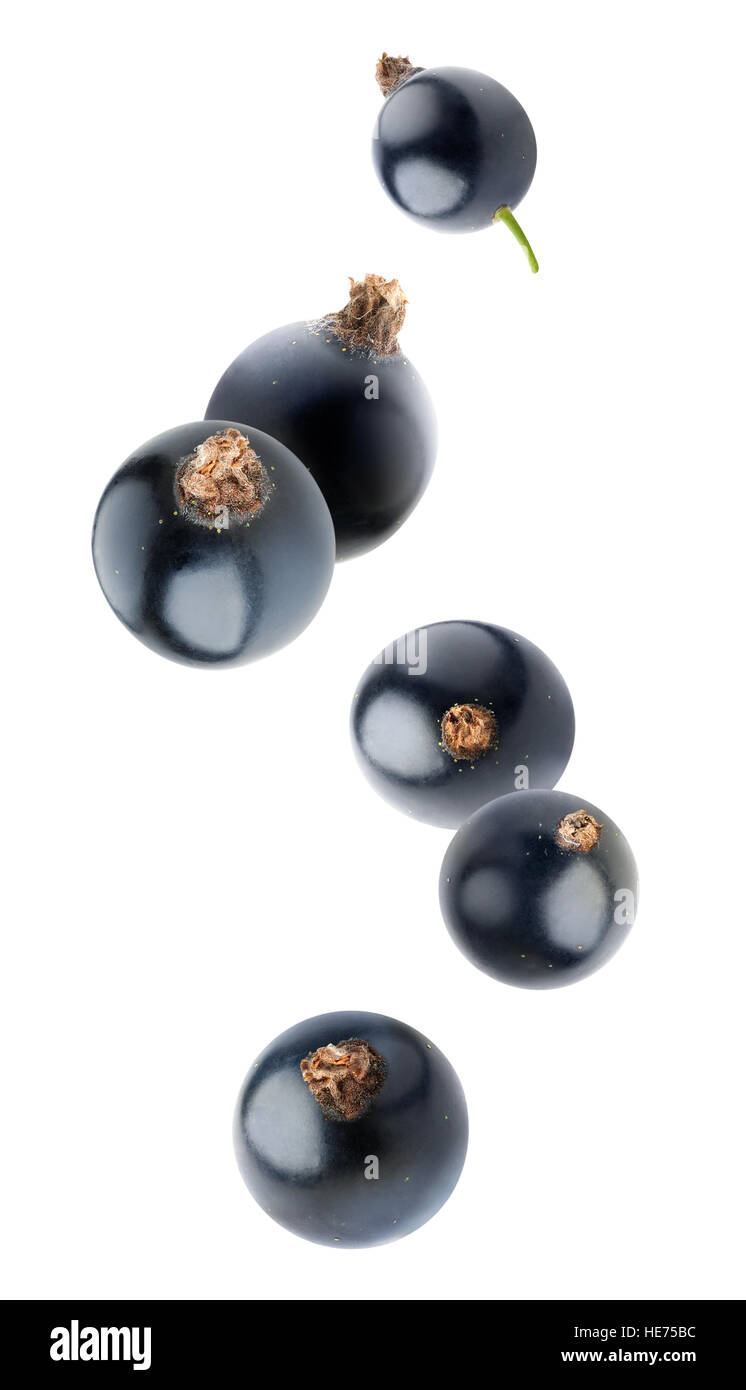 Las bayas aisladas. Cinco caída de grosella negra frutas aisladas sobre fondo blanco con trazado de recorte Foto de stock