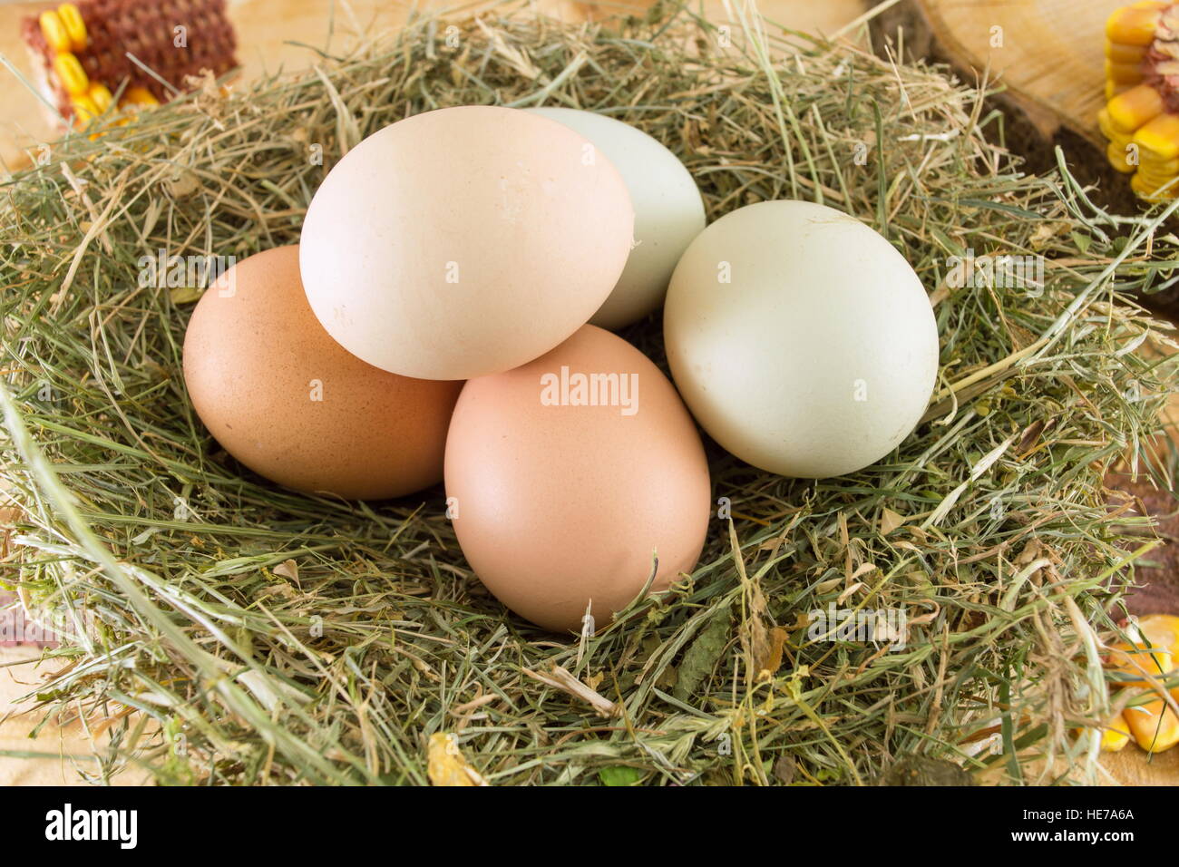 Montón de pollo crudo huevos en un nido Foto de stock