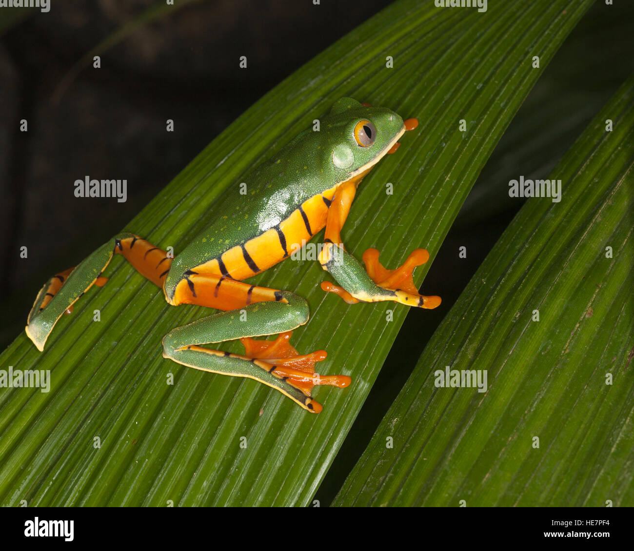 Rana de hoja de ojos dorados (calcarífer Cruziohyla) en una hoja en un jardín tropical Foto de stock