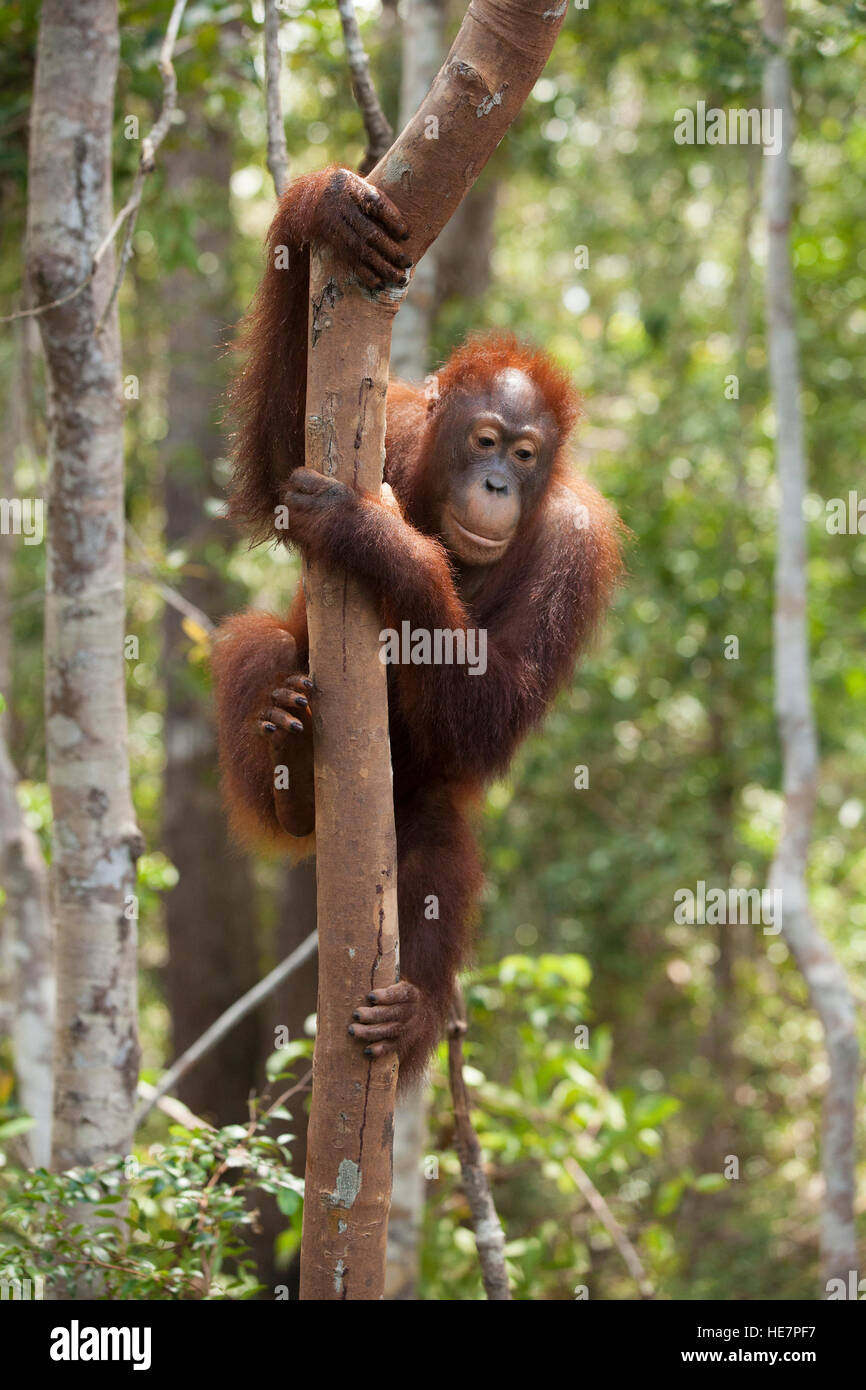 Bornean silvestres orangután (Pongo pygmaeus) escalada down tree en Camp Leakey Foto de stock